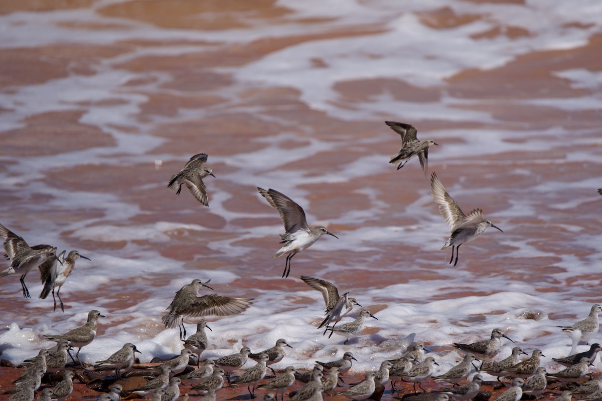 Curlew Sandpiper - ML637207174