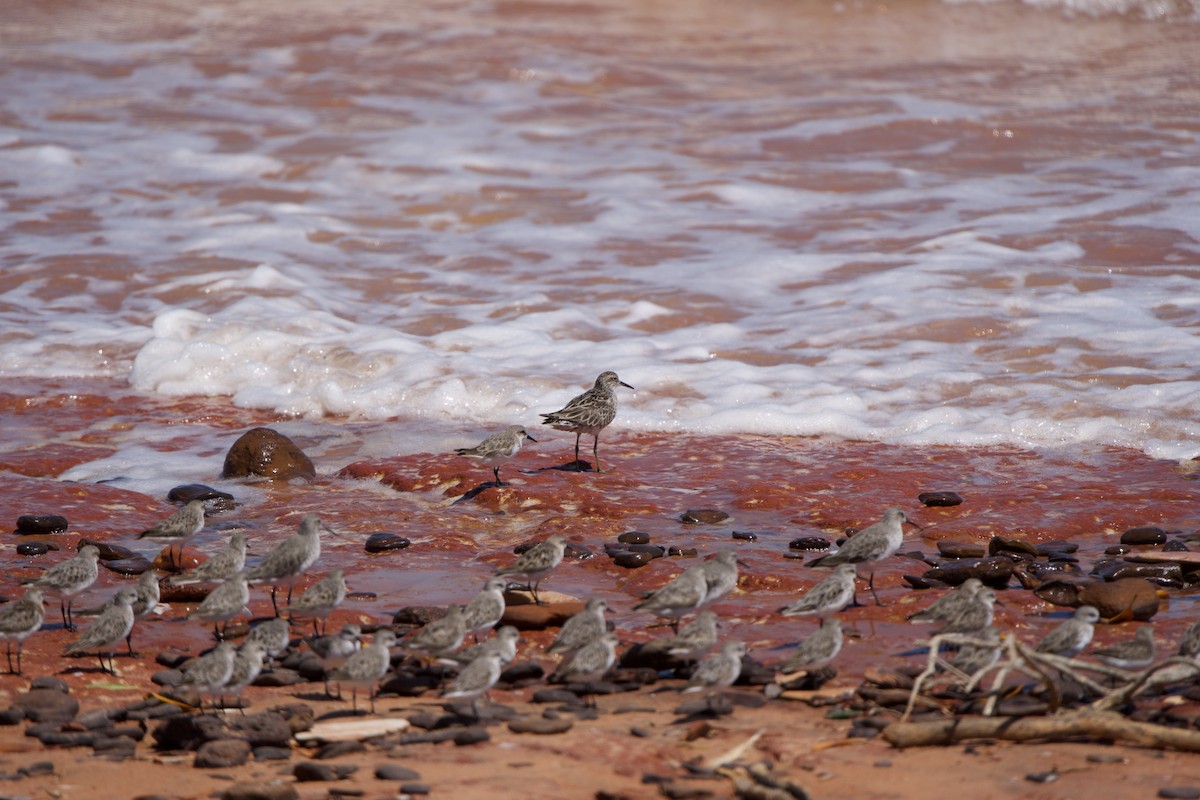 Sharp-tailed Sandpiper - ML637207191