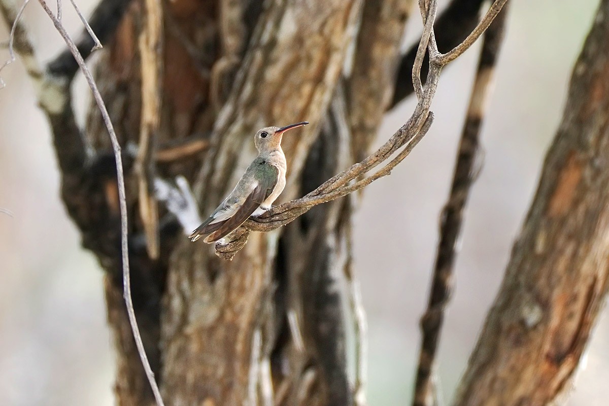 Buffy Hummingbird - ML637207207