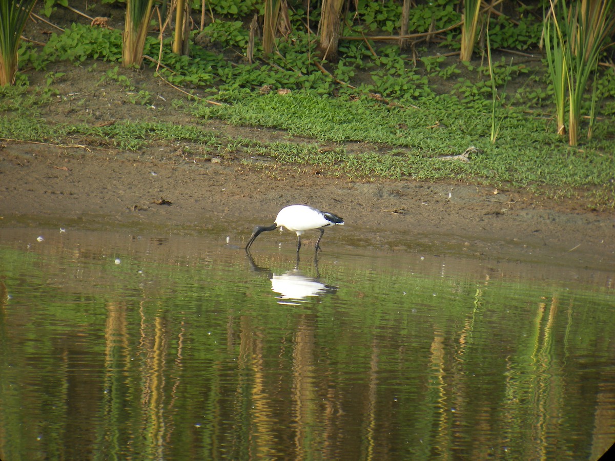 African Sacred Ibis - ML637207208