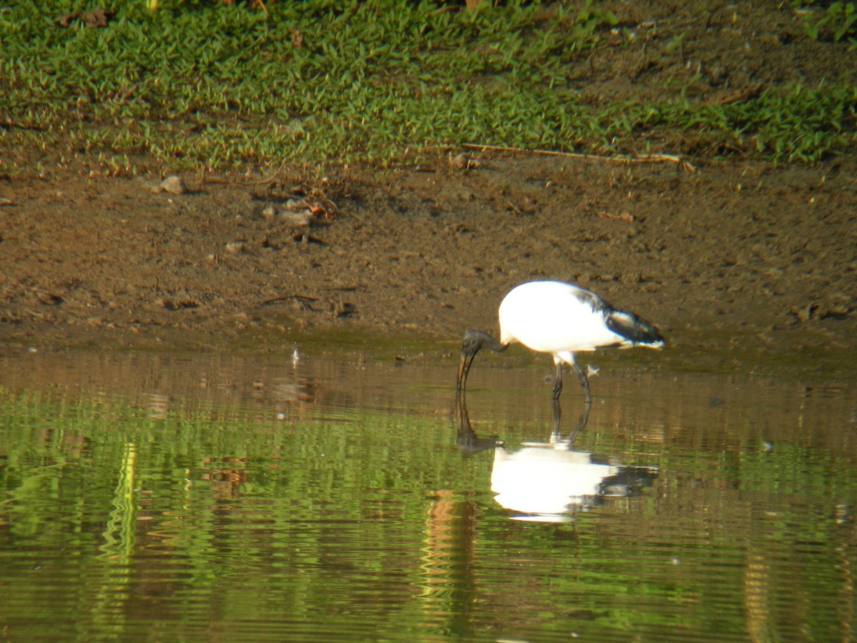 African Sacred Ibis - ML637207213