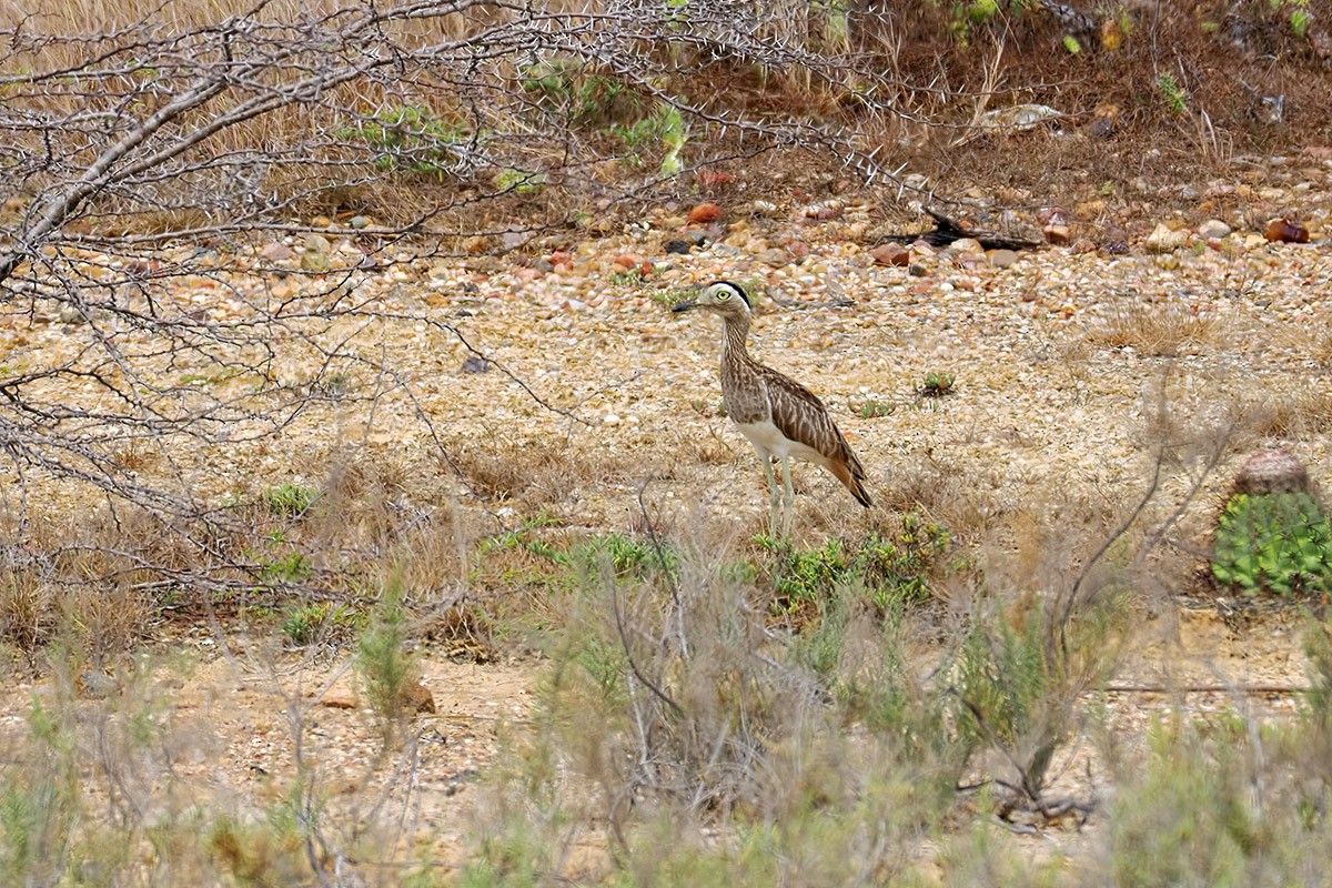 Double-striped Thick-knee - ML637207217