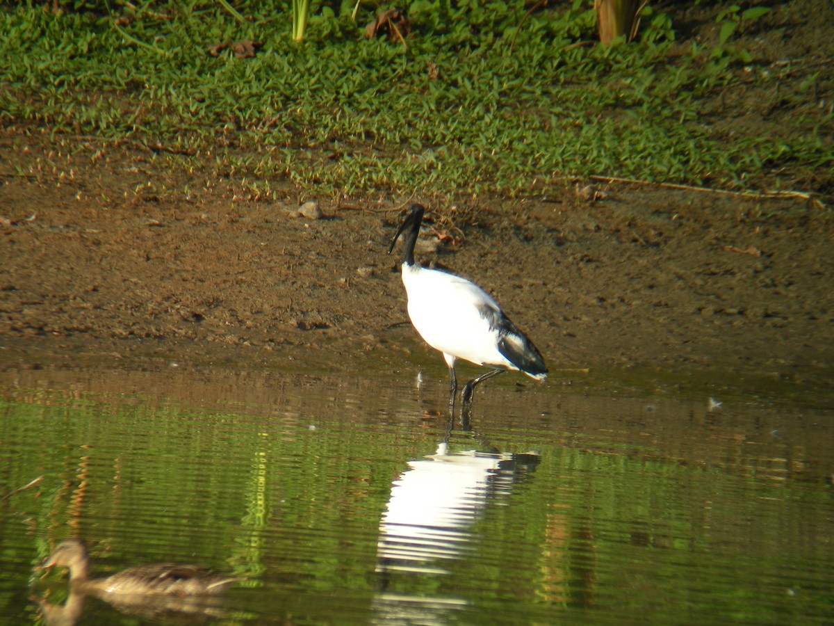 African Sacred Ibis - ML637207227