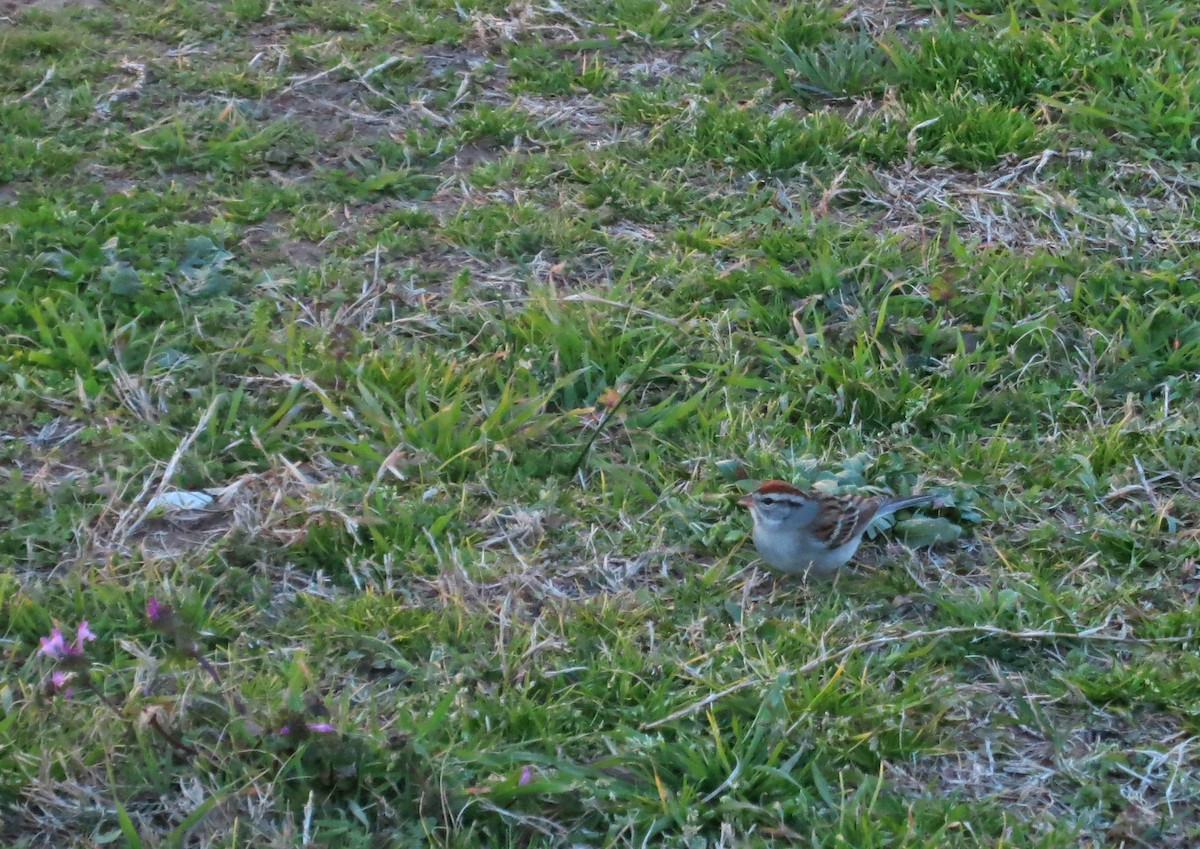 Chipping Sparrow - ML637207246