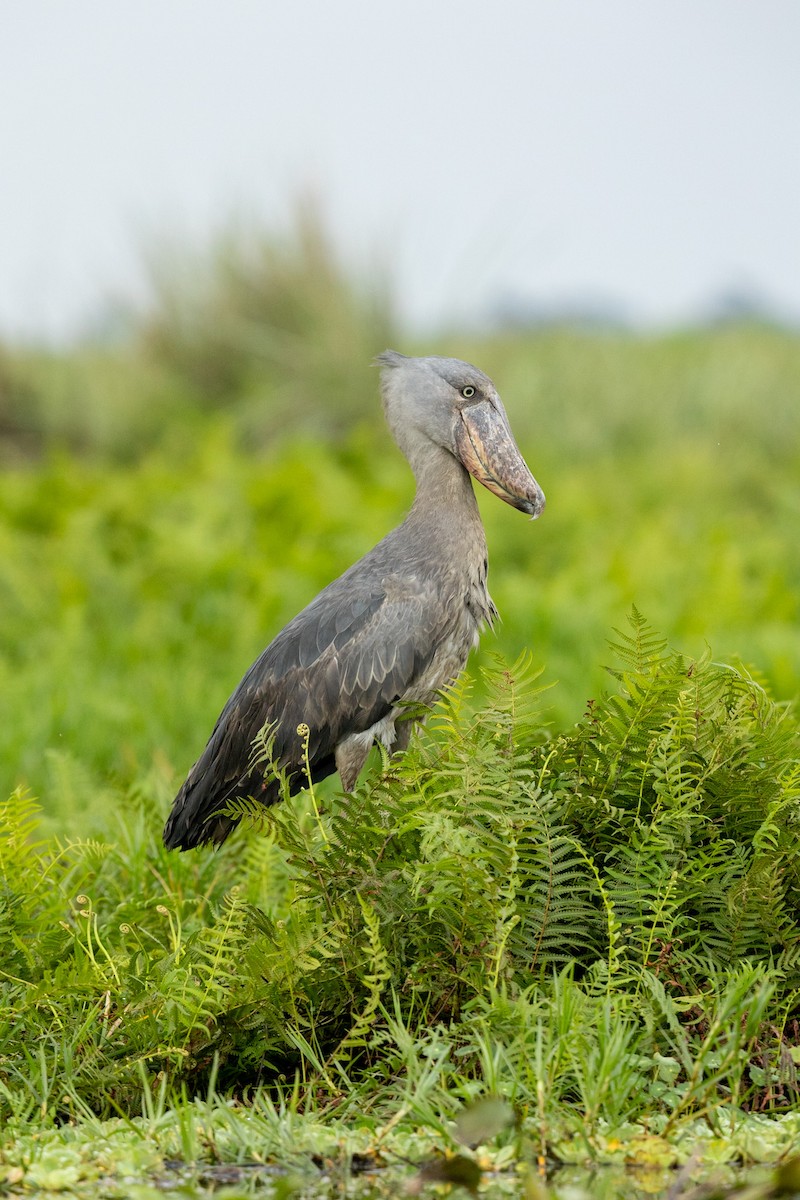 Shoebill - ML637207280