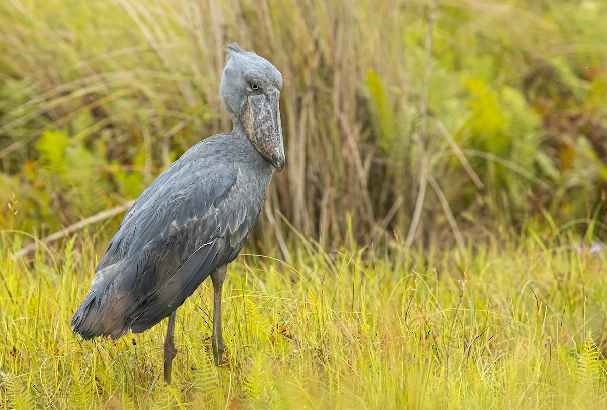 Shoebill - ML637207281