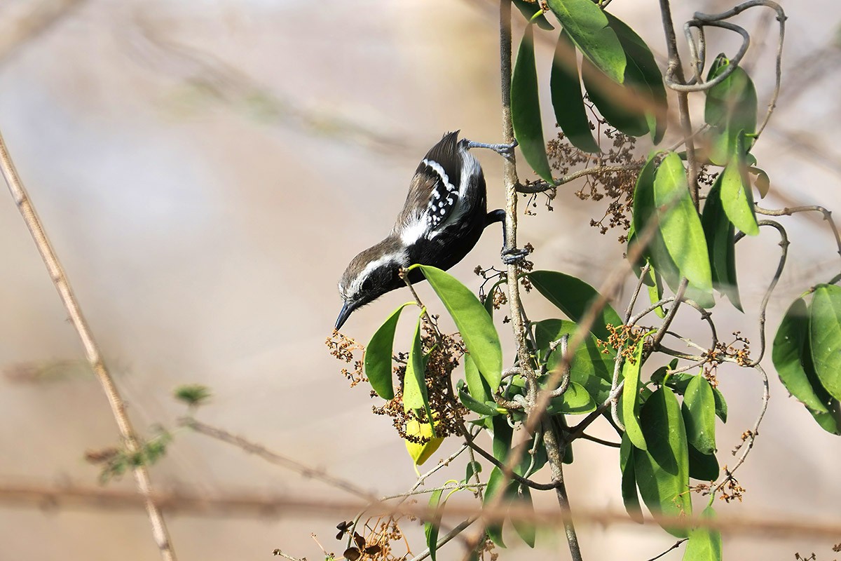 Northern White-fringed Antwren - ML637207297