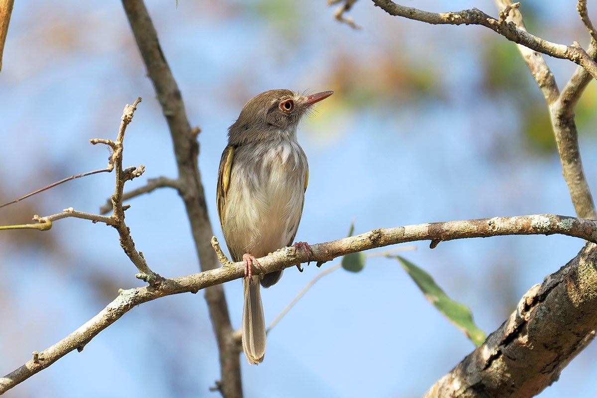 Pearly-vented Tody-Tyrant - ML637207352