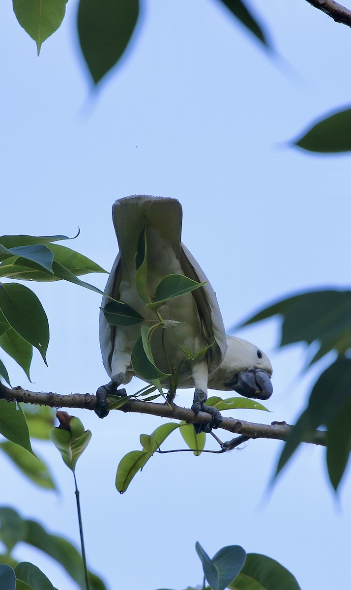 Yellow-crested Cockatoo - ML637207402