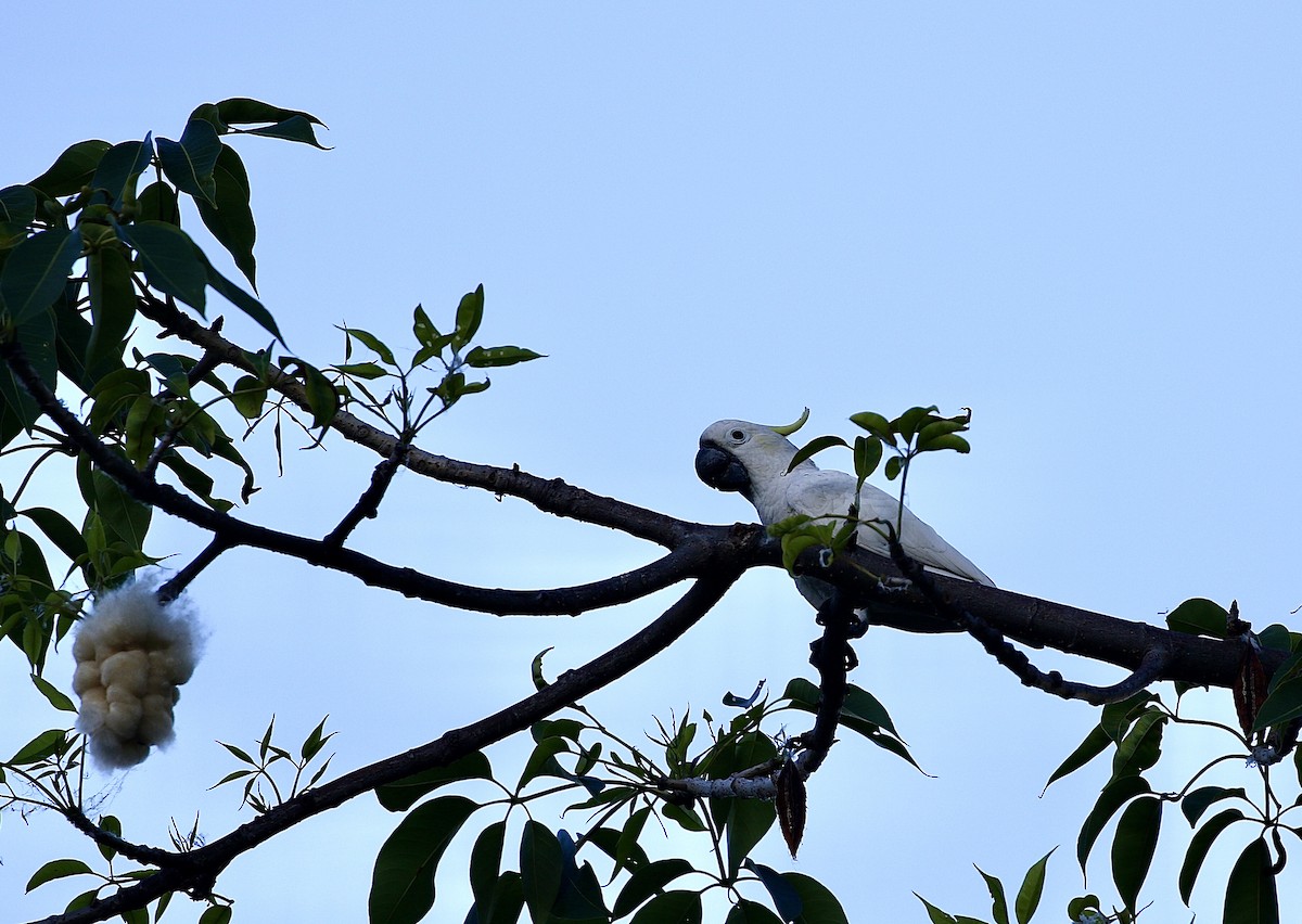 Yellow-crested Cockatoo - ML637207403