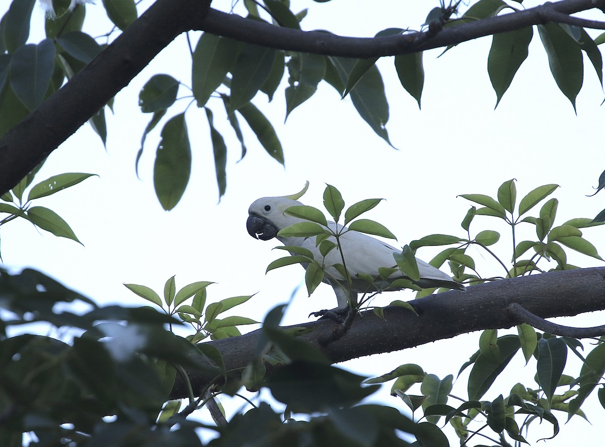 Yellow-crested Cockatoo - ML637207404