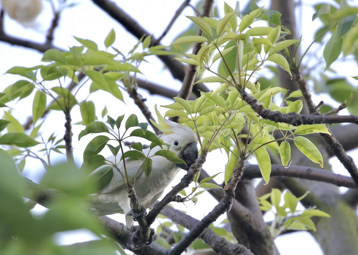 Yellow-crested Cockatoo - ML637207406