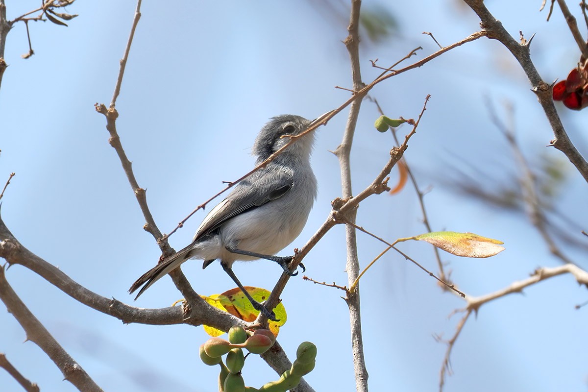 Tropical Gnatcatcher - ML637207409