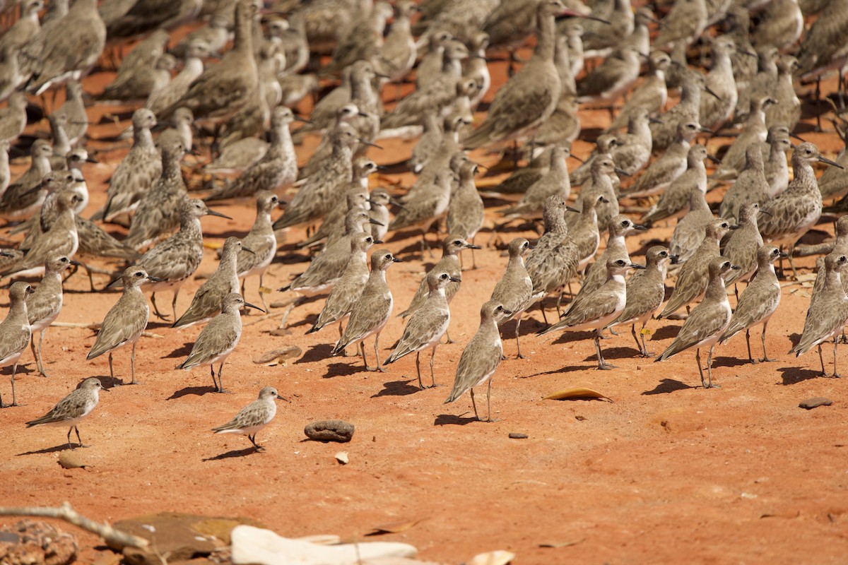 Greater Sand-Plover - ML637207410