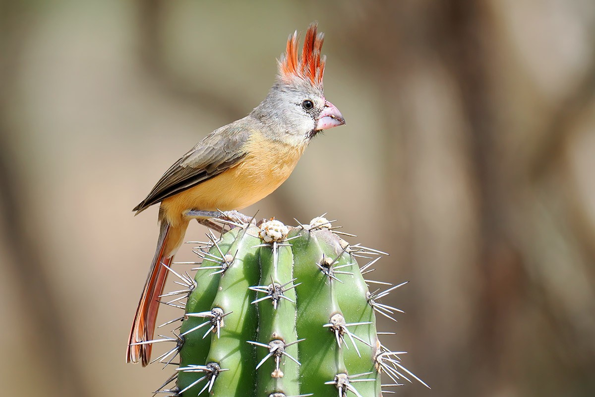 Vermilion Cardinal - ML637207436