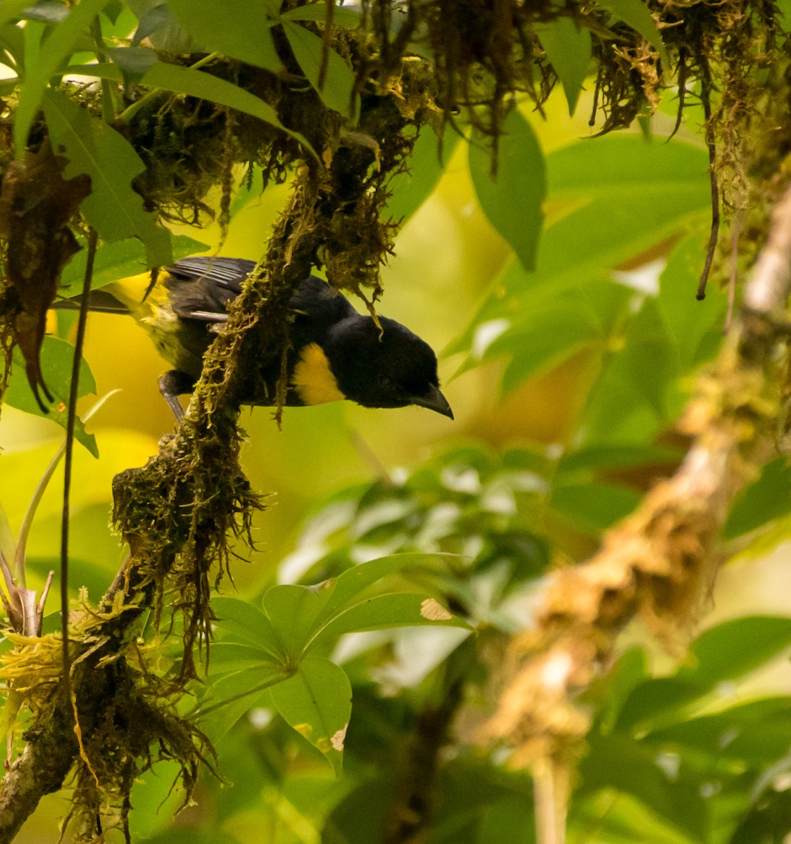 Golden-chested Tanager - ML637207438