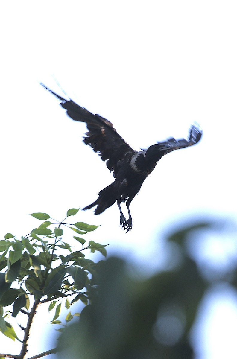 Collared Crow - ML637207447