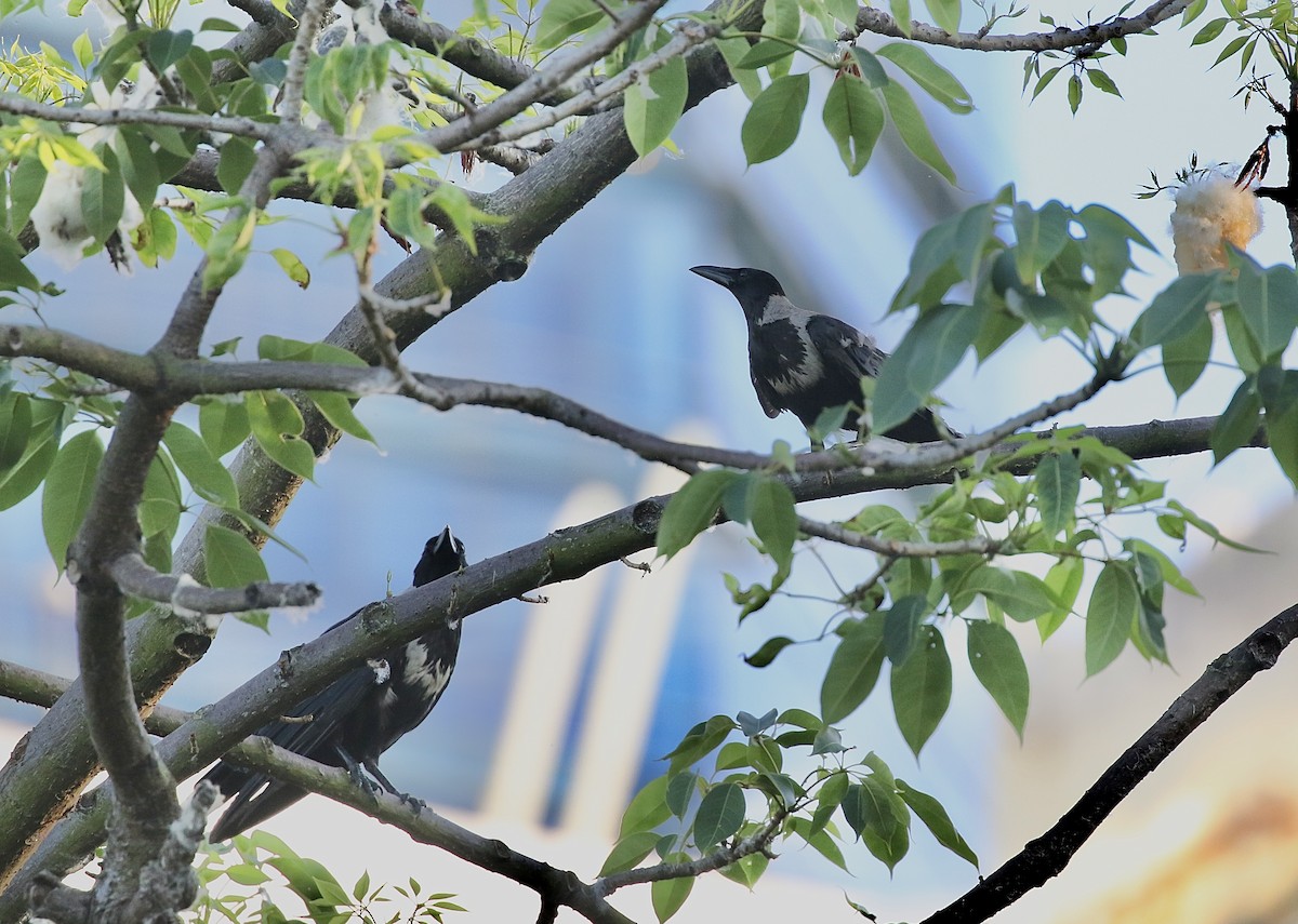 Collared Crow - ML637207451