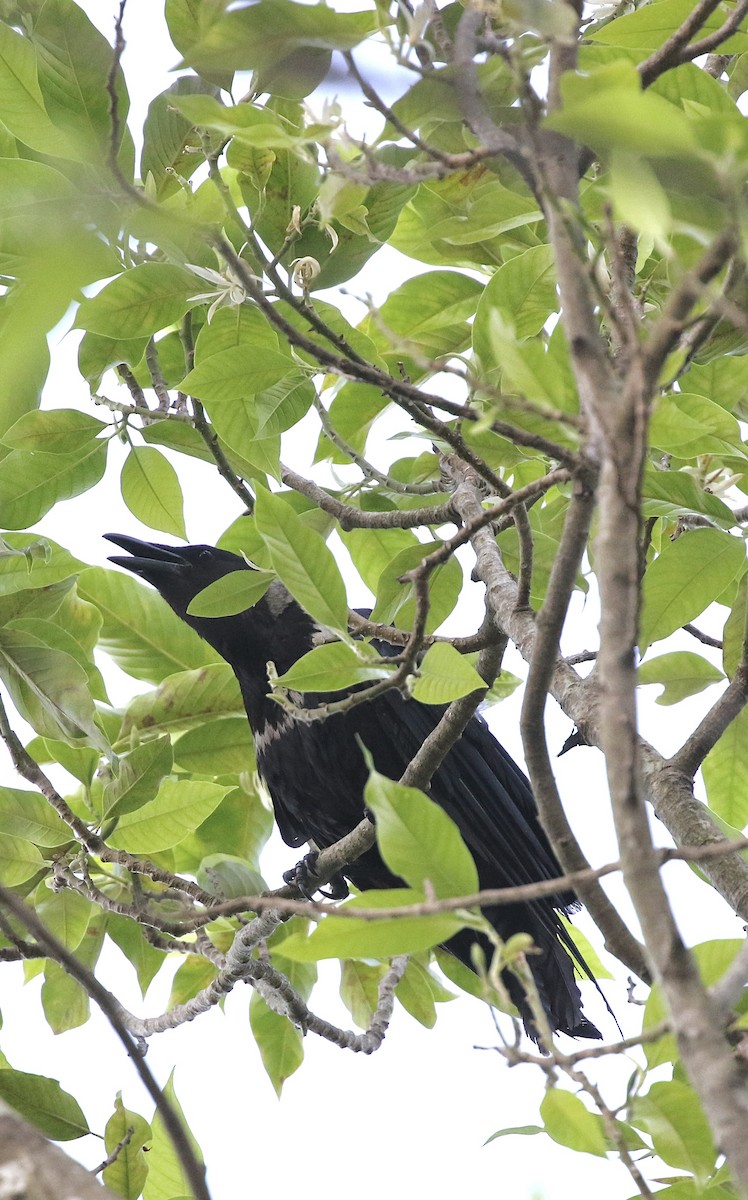 Collared Crow - ML637207452