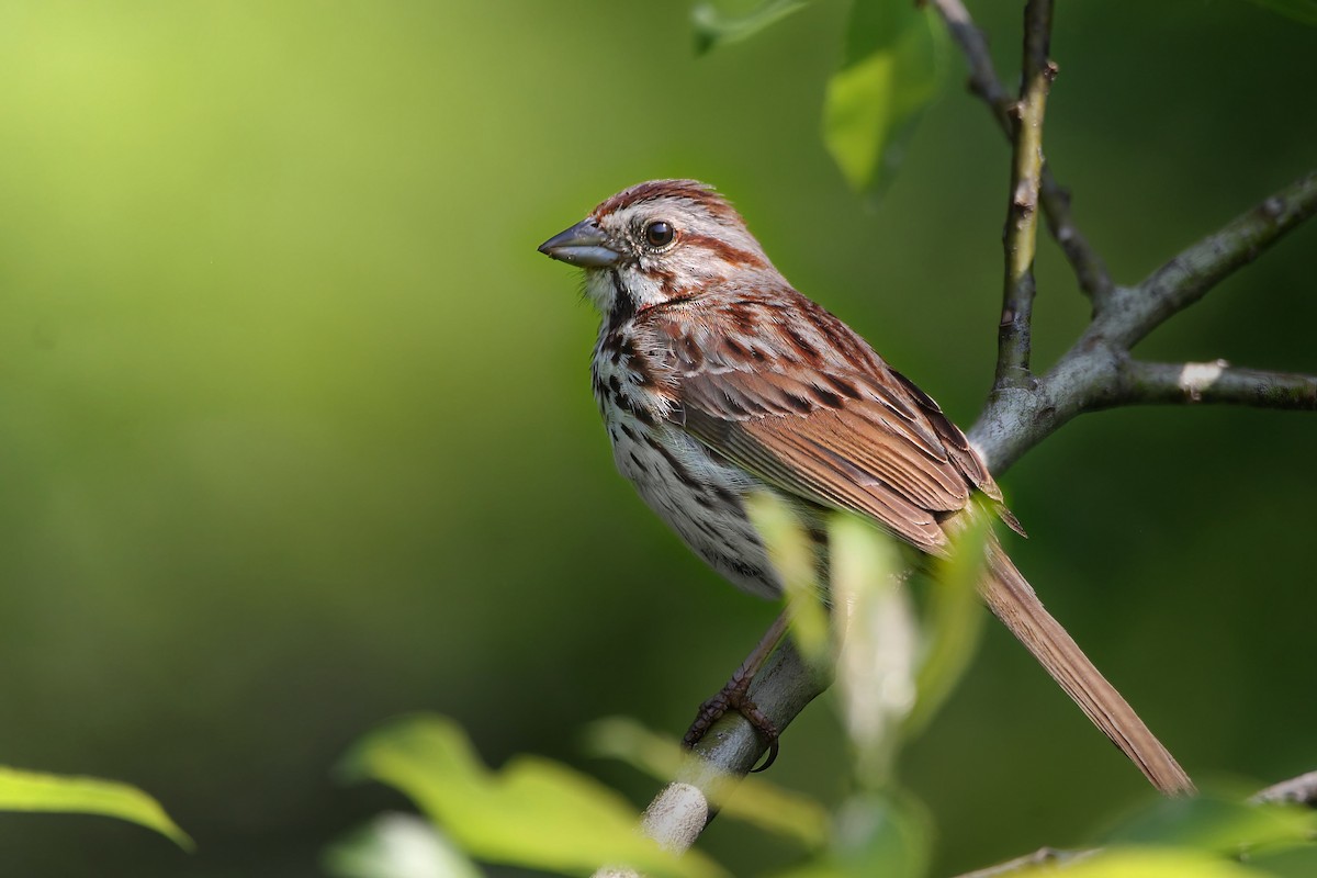 Song Sparrow - ML637207460