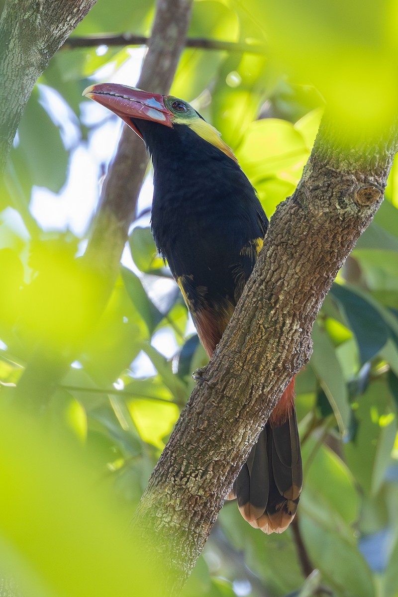 Tawny-tufted Toucanet - ML637207483
