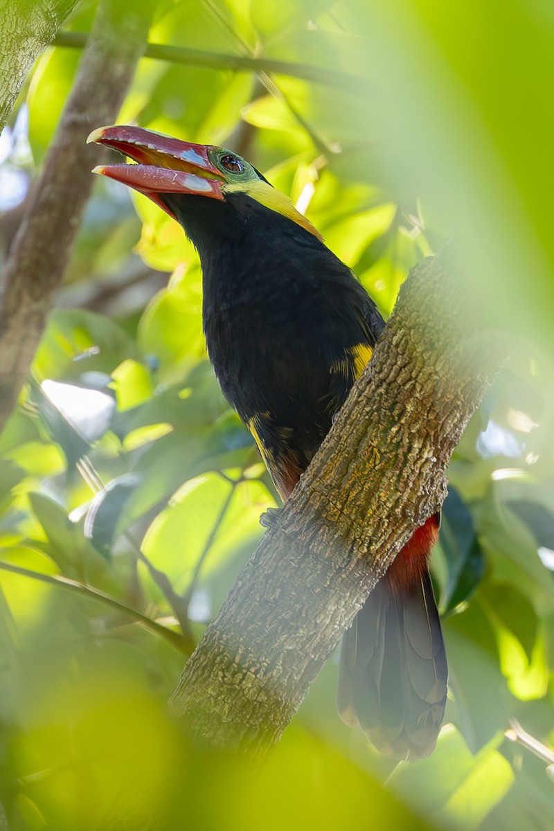 Tawny-tufted Toucanet - ML637207484