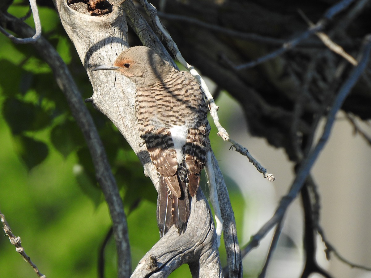 Northern Flicker (Red-shafted) - ML637207560