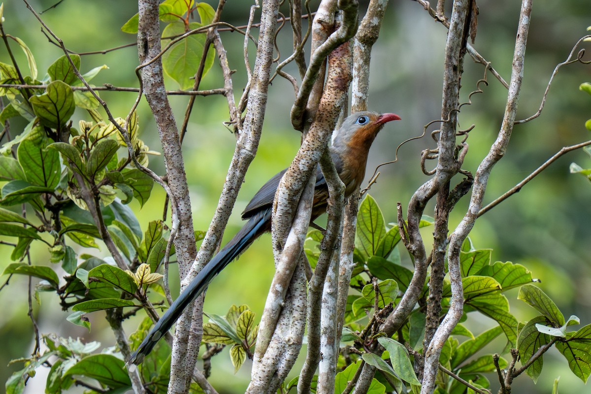 Red-billed Malkoha - ML637207614