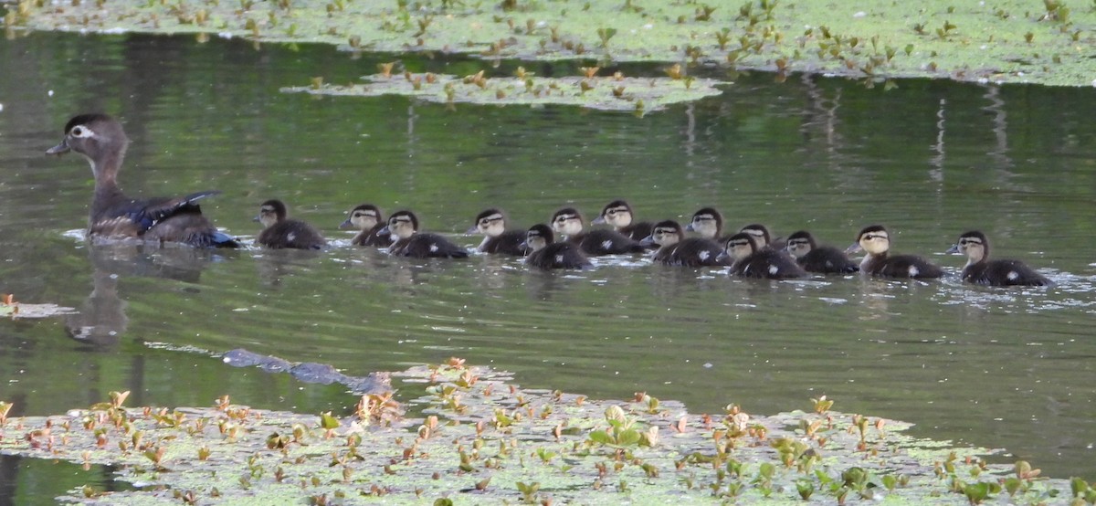 Wood Duck - ML637207628