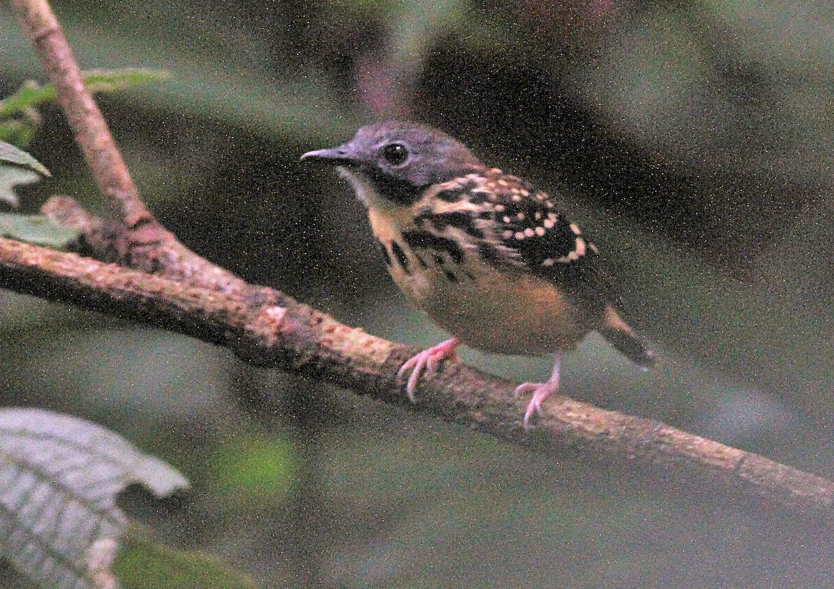 Spot-backed Antbird - ML637207636