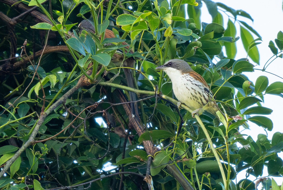 Gray-crowned Crocias - ML637207644