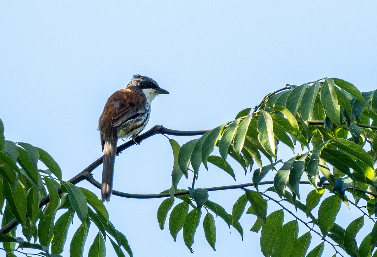 Gray-crowned Crocias - ML637207645