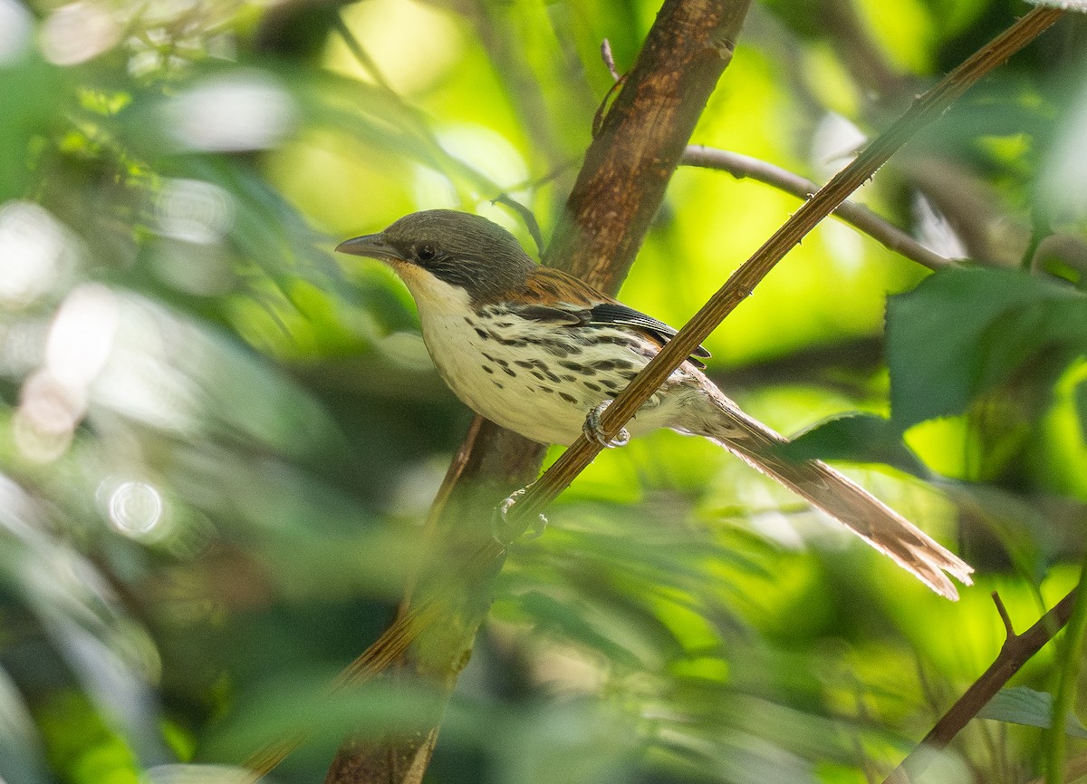 Gray-crowned Crocias - ML637207646