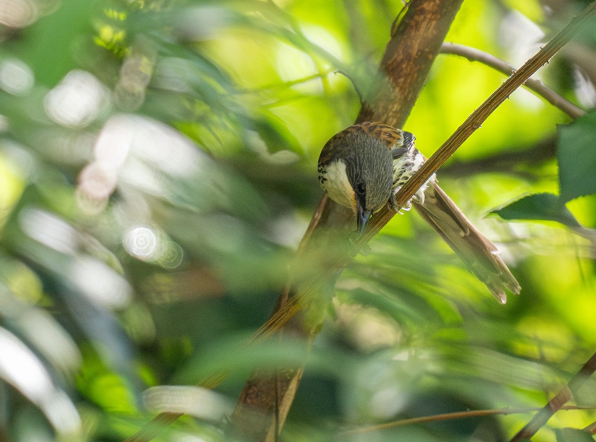 Gray-crowned Crocias - ML637207647