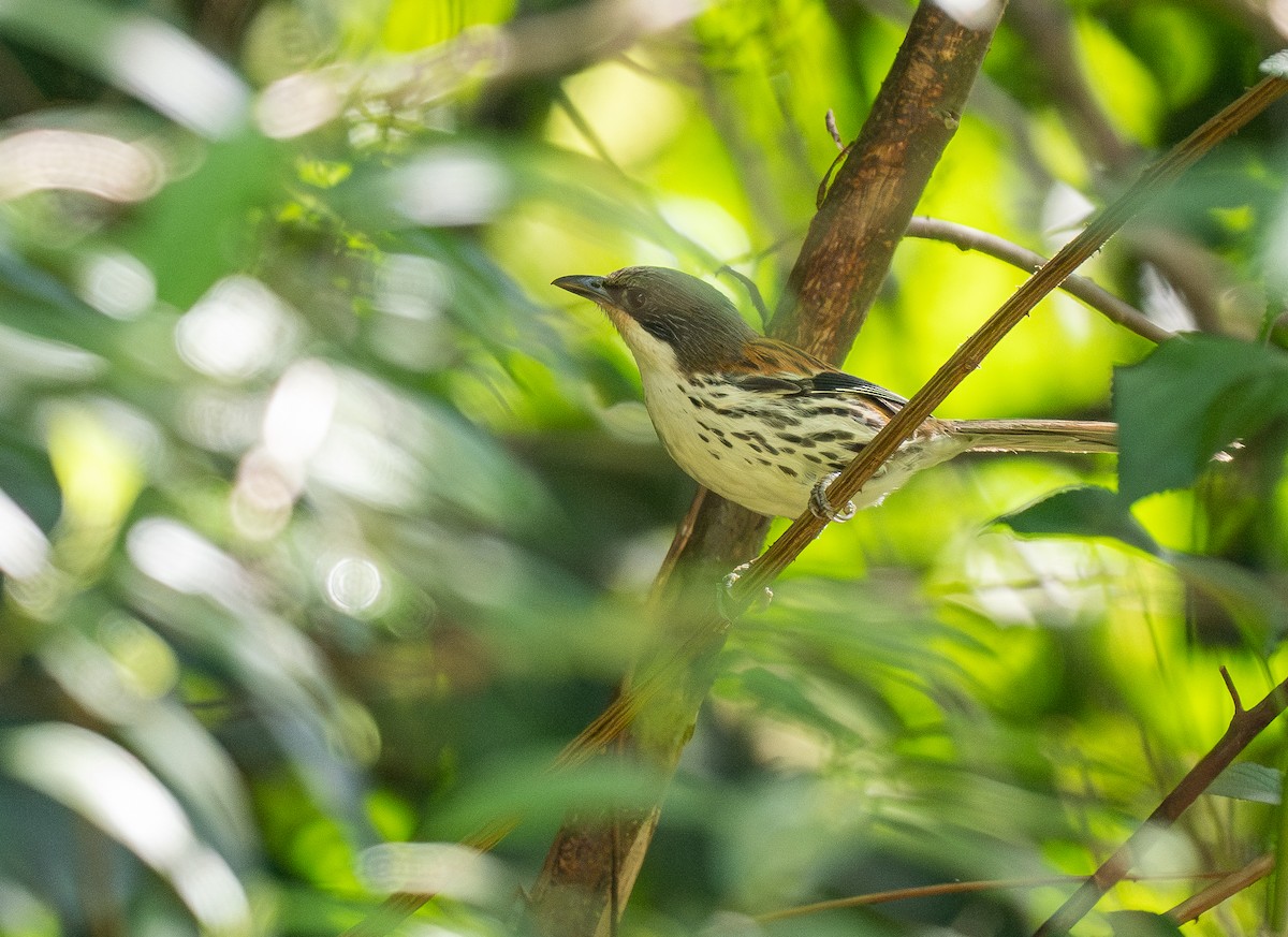 Gray-crowned Crocias - ML637207648