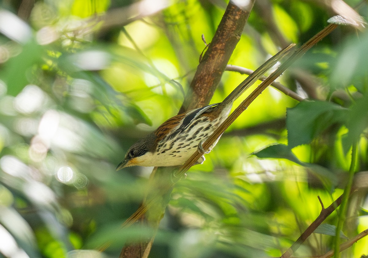 Gray-crowned Crocias - ML637207649