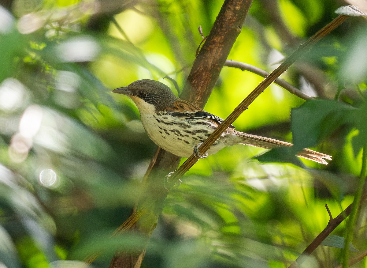 Gray-crowned Crocias - ML637207650