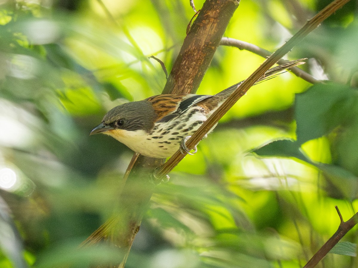 Gray-crowned Crocias - ML637207651