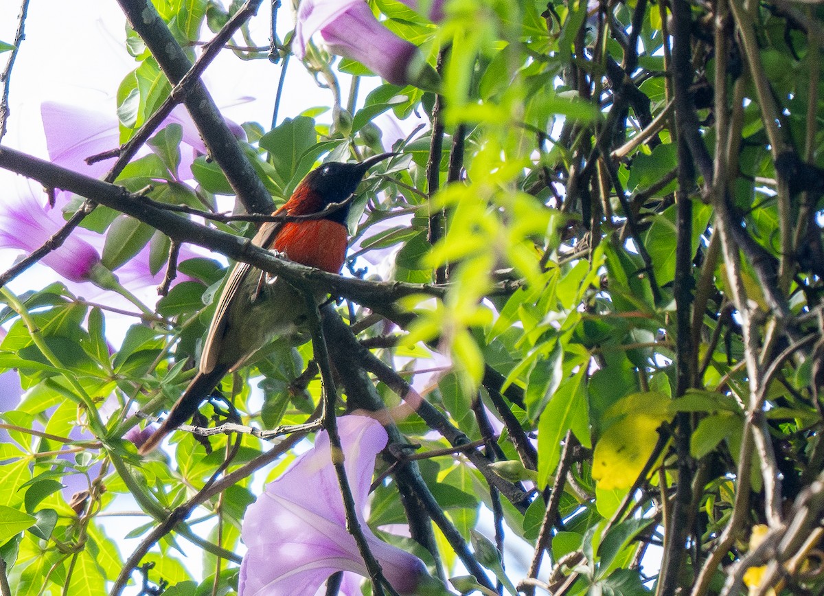 Black-throated Sunbird (Dalat) - ML637207669