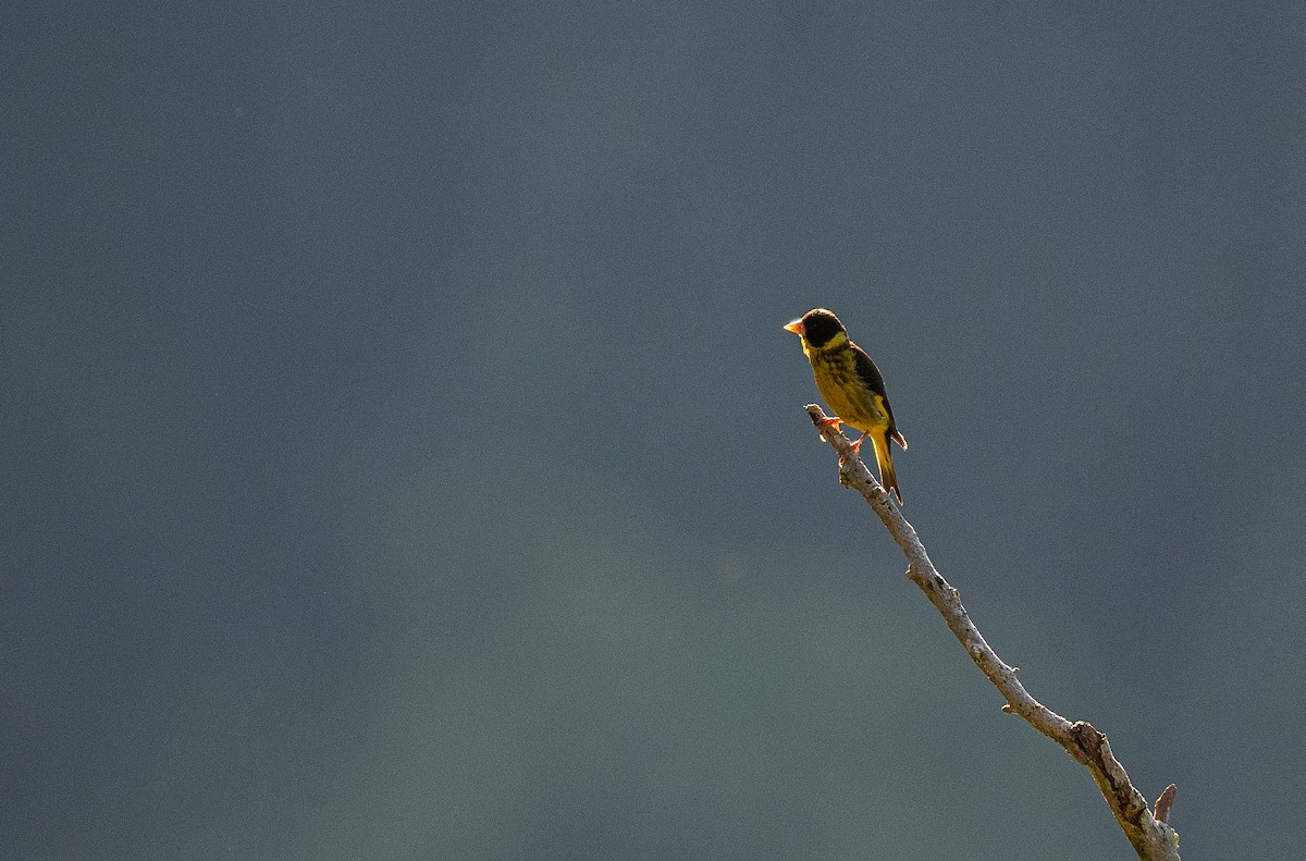 Vietnamese Greenfinch - ML637207680