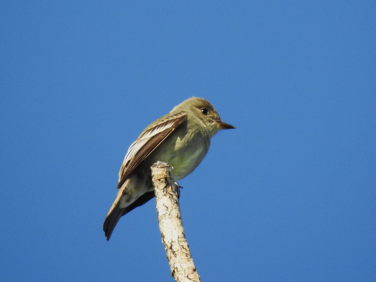 Western Wood-Pewee - ML637207730