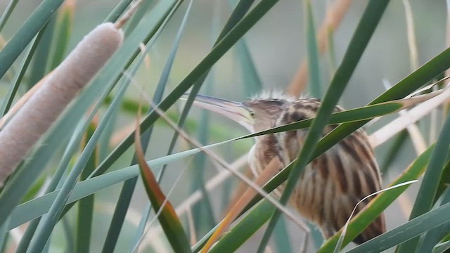 Yellow Bittern - ML637207737