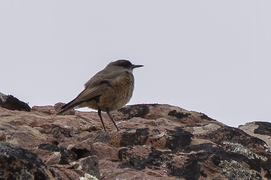 Cinnamon-bellied Ground-Tyrant - ML637207740