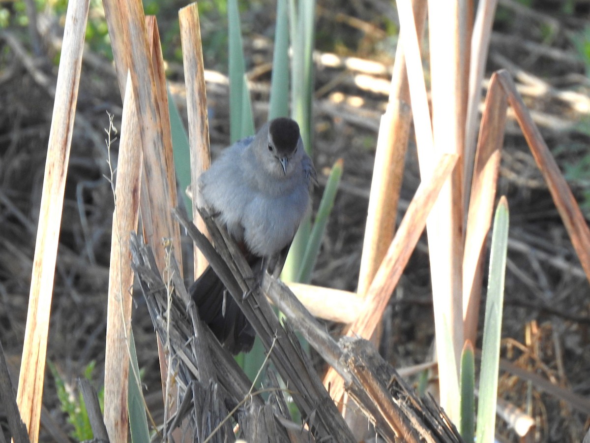 Gray Catbird - ML637207742