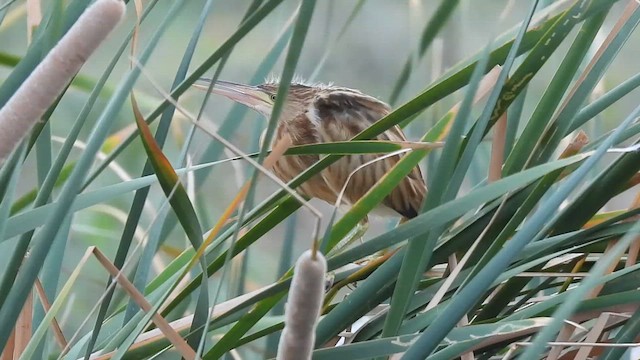 Yellow Bittern - ML637207803