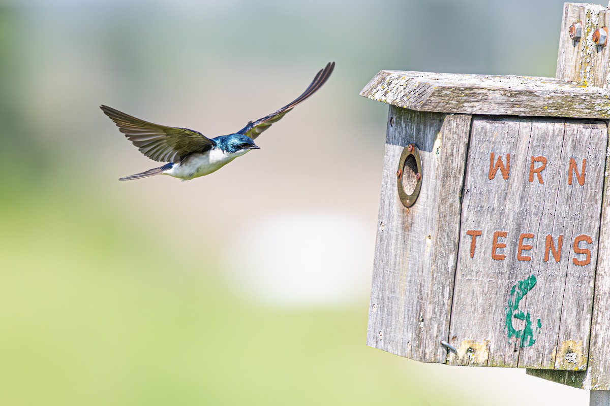 Tree Swallow - ML637207835