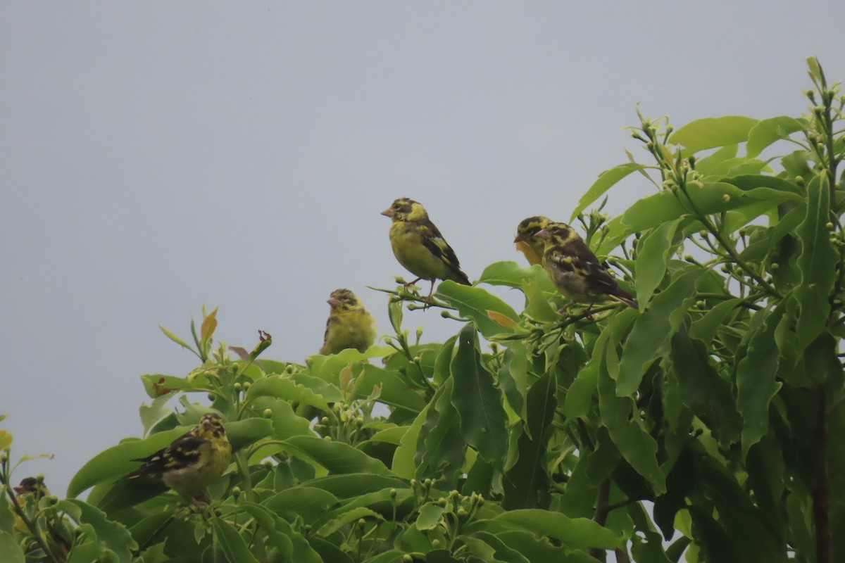 Yellow-breasted Greenfinch - ML637207854