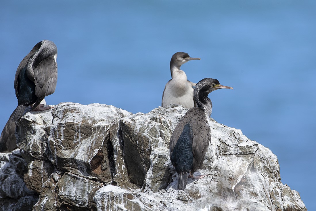 Spotted Shag - ML637207922