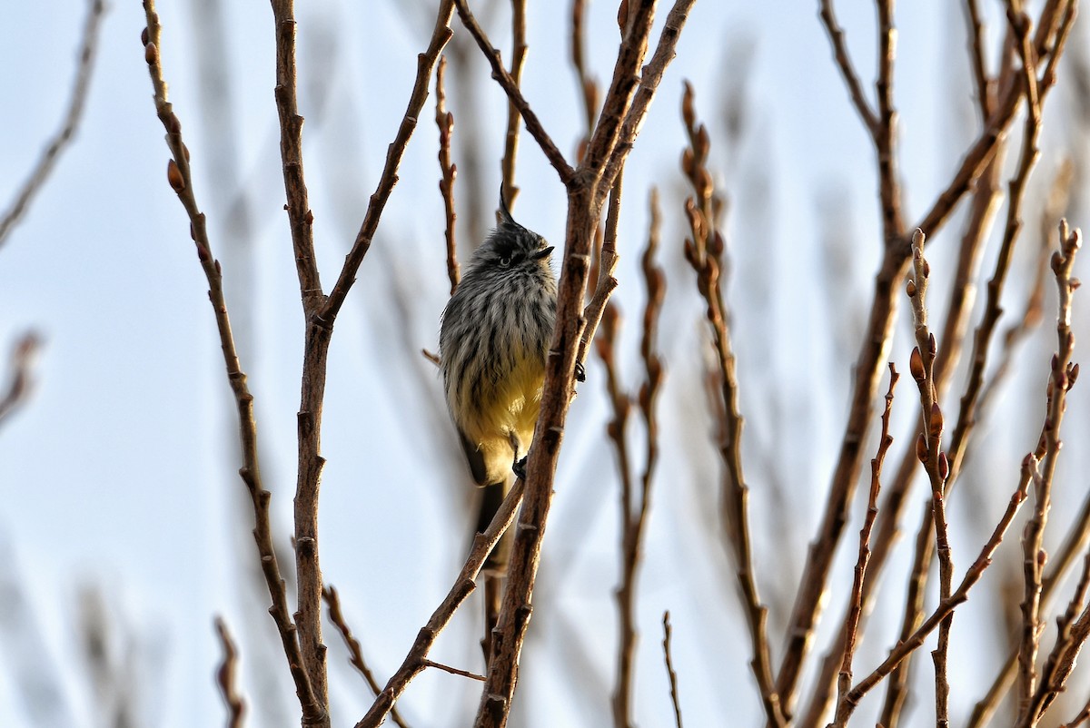 Tufted Tit-Tyrant - ML637208019