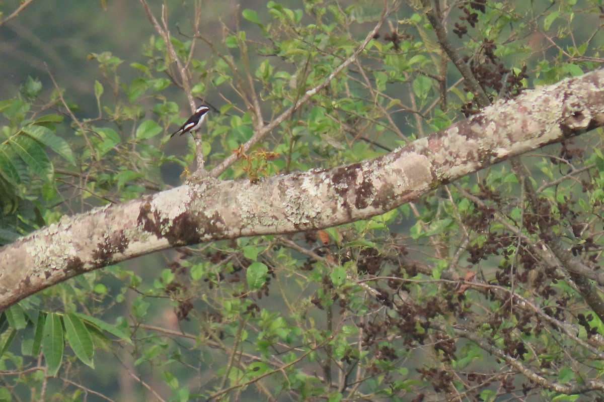 Little Pied Flycatcher - ML637208033